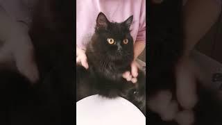 Cute cat plays drum #cat #cute #catlover #catvideos #cutecat #shorts