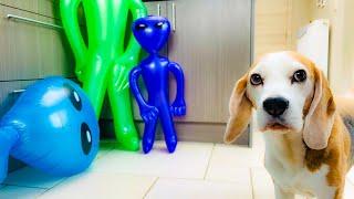 Dog Pranked with Alien Invasion! Funny Beagle Louie