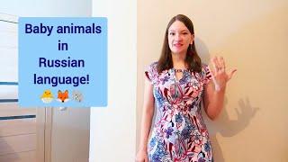Baby animals in Russian language | Russian lesson with a Russian teacher