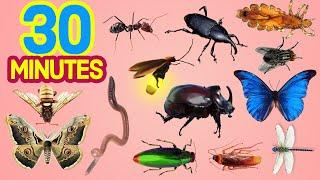 30 Minutes SIMPLE ENGLISH Insects for kids