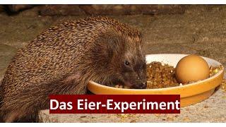 Spannendes Experiment: Igel entdecken gekochte Eier!  Reaktionen und Verhalten, Nr. 162