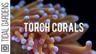 Torch Coral Care Tips