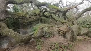 A short walk to the dragon tree, Brighstone, Isle of Wight.