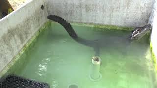 Chinese alligator bellowing - Ig Nobel Prize 2020