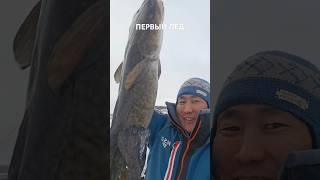 Объявляю сезон первого льда - открытым! #клеваярыбалка #fishing #рыбалка #налим #хариус