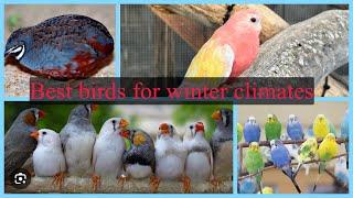 Top Birds for Colder Climates | The Bird Brains Podcast Episode: 54