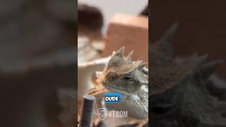 Horned Lizard’s friends won’t share