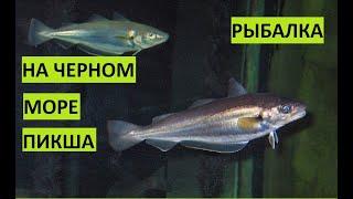 Рыбалка на Черном море в Крыму. Мерланг черноморский (пикша)