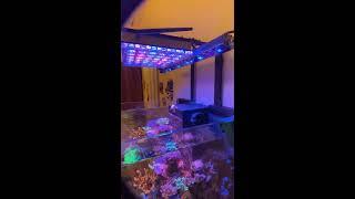 The best reef LED light for 2020