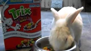 White Rabbit WANTS his Trix Cereal