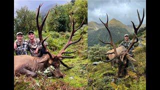 Fiordland Wapiti Hunting 2024 - We Shot TWO Massive Bulls!!!