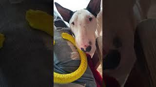 Любимое колечко Жень  #бультерьер #игра #всё#понимаем #bullterrier#dogs#life