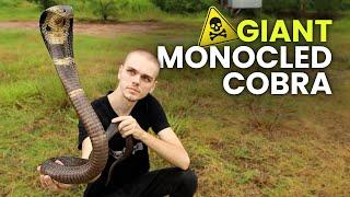 HUGE COBRA, WILD BURMESE PYTHON & MORE!