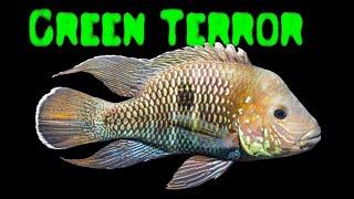 Andinoacara stalsbergi - green terror cichlid - Weißsaum-Buntbarsch