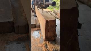 Cut trees with sharp saws #shorts #shortvideo #wood #woodworking #woodworking