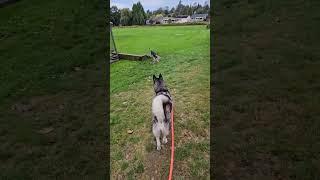 Husky Knew He Was Waiting For Her!  #youtubeshorts #shorts #huskies