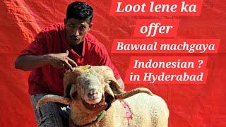 M R goat farm ka bawaal video | shandaar collection of vilayati sheep's & sanen bakre available Hyd