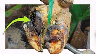 GNARLY, MESSED UP cow's hoof has a DEEP GOUGE in it!!!