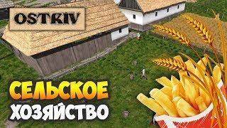 Ostriv / Картофель и пшеница / Время жатвы и торговля!