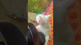 MY CUTE CAT ️