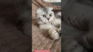 Мия #music #funny #comedy #novel #memes #remix #humor #fun #sketch