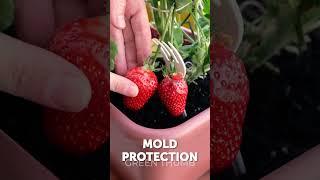 Grow Your Own Garden Sustainably: Easy Beginner Guide 