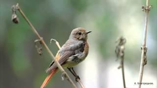 Горихвостка. Phoenicurus phoenicurus;