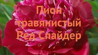 Пион травянистый Ред Спайдер (paeonia red-spayder)  обзор: как сажать, луковицы пиона Ред Спайдер