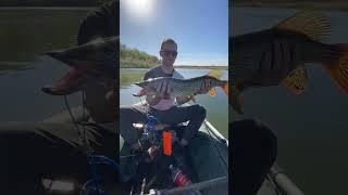 Мамка с первого заброса#fishing#щука#рыбак#рыба