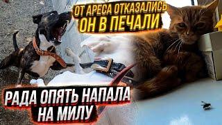 День  Милы! Что я нашла в Канаве? Позвонила в 112. Скорая,полиция.