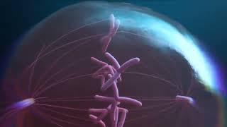 Learn Biology at ease  - Mitotic stages