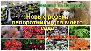 Посылка из Подворье. Розы из Русроза. Сортовые папоротники для сада. Кочедыжник.