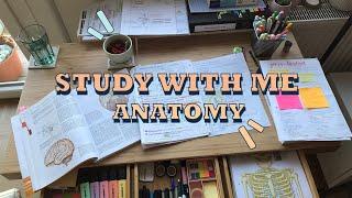 Study with me: Neuro Anatomy (med student)