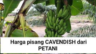 harga pisang CAVENDISH dari petani lokal