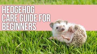 Hedgehog Care Guide for Beginners