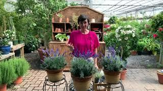 Cottage Farms 3-Piece Sensational! Lavender Live Plants on QVC