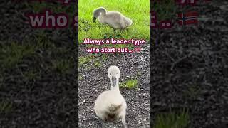 Easy ... #cygnets Are Hungry , Bro is a leader type