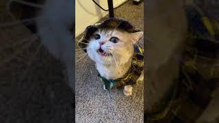 cash #meow cute #cat #shorts
