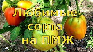 Мои любимые сорта томатов, 10-ка лучших