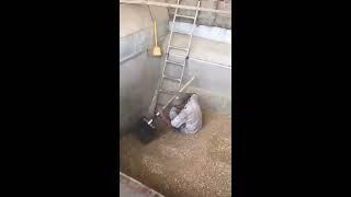 Зерноочистка АЛМАЗ в помещении - The operation of the grain cleaning machine ALMAZ in the warehouse