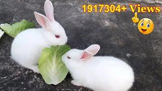 Cute Baby Rabbits Playing,Feeding Activities | Bunny Rabbit (Baby Rabbits)