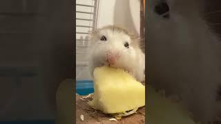 Жизнь хомяка #хомяк #hamsters #pets #funny #хомячок