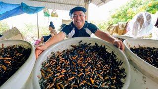 Vietnam's SHOCKING Insect Market - Dishes made from stink bugs, crickets, cicadas | SAPA TV