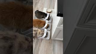 Louise and Robbie, plus Sven. #catmom #catmomlife #talkingcat #meows #catmeow #catlover