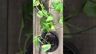 Bringing Your Plant Back From Near Death