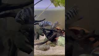 Zebra Acaras doing what they do best - look stunning 