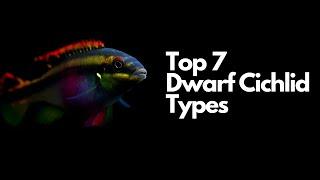 The 7 Best Dwarf Cichlid Types 