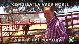 Toro semental de Castillo de Azuel de vacaciones y vaca brava amiga (2/2) | Toros desde Andalucía