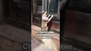 Н-наглость #shortsyoutube #shorts #шортс #istambul #стамбул #pets #котики #cats #catshorts