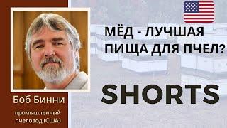 Мёд - лучшая пища для пчел? Боб Бинни #shorts